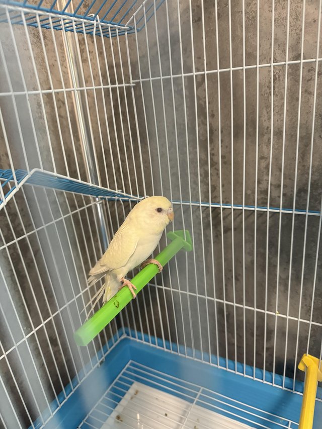 Preview of the first image of Young albino budgie with cage.