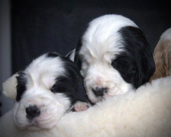 Image 37 of Show Cocker Puppies (KC Registered and fully health tested)