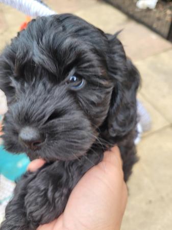 Image 1 of 1girl left! Beautiful F1b puppy ready to leave 18/06/24