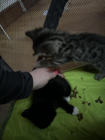 Image 15 of Kittens ready for their new homes beginning of May