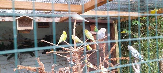Image 5 of Baby budgies , all different colours, just out of the nest