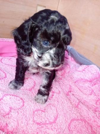 Image 8 of F1 cavapoo puppies for sale