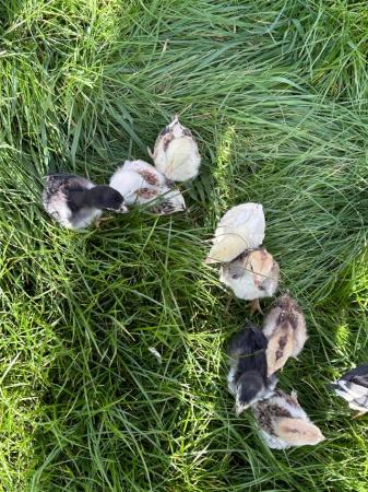 Image 15 of Aseel chicks for sale very  healthy