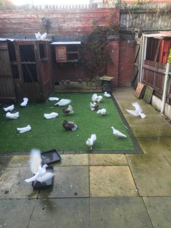 Image 1 of Young Fancy pigeons and doves for sale