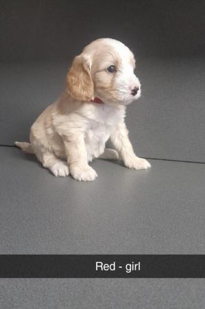Image 2 of 9 week old cockapoo pup ready to leave