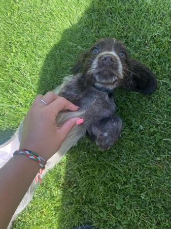 Image 7 of *REDUCED Price* Cocker Spaniels (3 Boys Left)