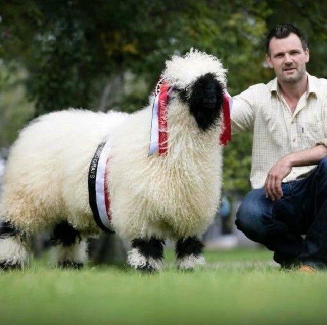 Preview of the first image of Valais Blacknose Sheep Semen available.