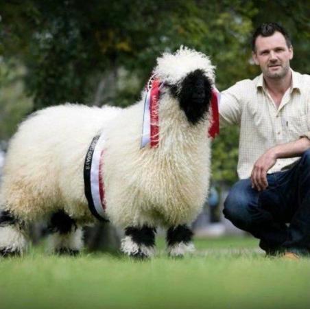 Image 1 of Valais Blacknose Sheep Semen available