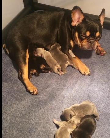 Image 7 of kc registered fluffy/carrier French bulldog puppies