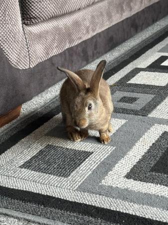Image 3 of Rabbits for sale ( male bunnies )