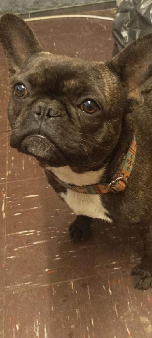 Preview of the first image of 2 Year old Female French Bulldog in Newcastle.