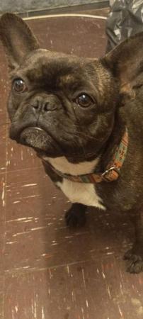 Image 1 of 2 Year old Female French Bulldog in Newcastle