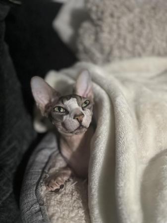 Image 3 of 1 year 8 month Sphynx for sale