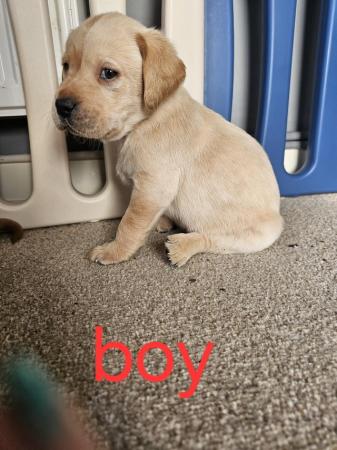 Image 8 of Labrador Puppies for sale