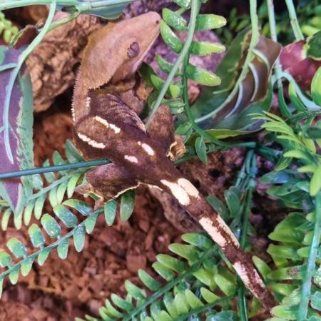 Image 47 of Beautiful Crested Geckos!!! (ONLY 2 LEFT)