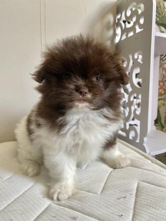 Image 18 of Ready Now Beautiful Pom shih pups 1 female 1 male