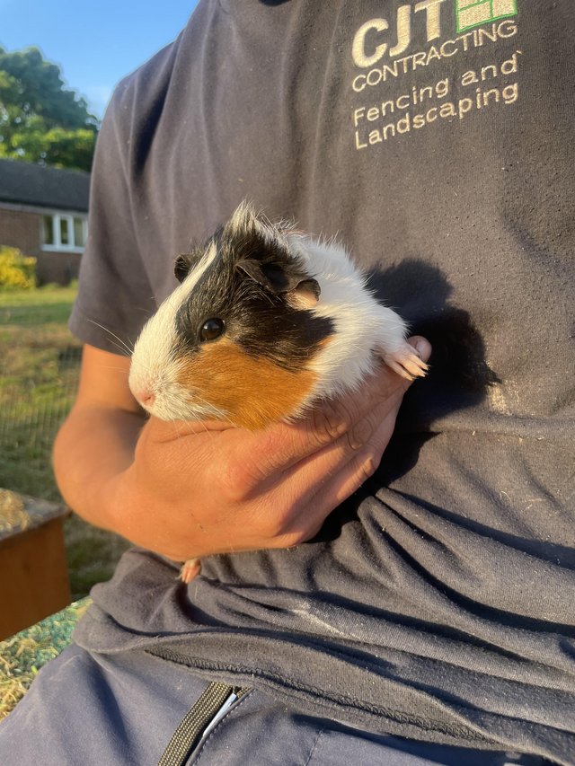Preview of the first image of Male guinea pig for sale.