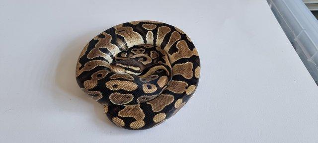Image 2 of BEL, Lesser, Mojave, Wild type royal pythons for sale