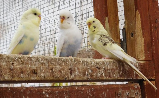 Image 20 of Budgies For Sale. Ideal Pets (Friendly) + Suit for Aviaries