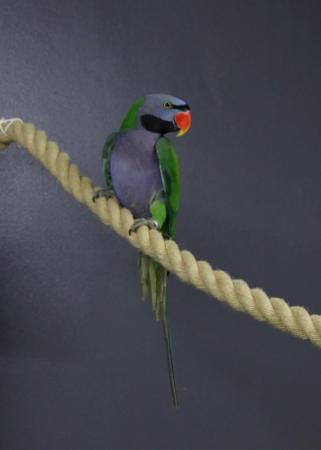 Image 3 of Darbyen parrots Male Available,19