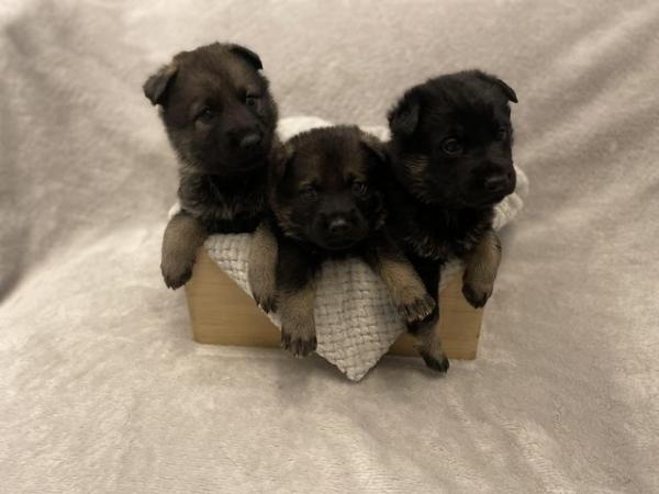 Image 2 of Kc German Shepherd puppies