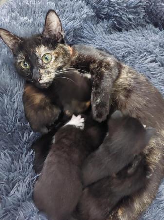 Image 3 of Kittens looking for 5* forever homes