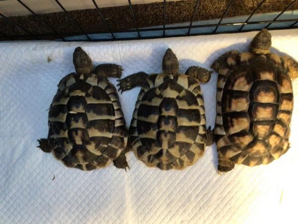 Image 3 of Male Tortoises for sale