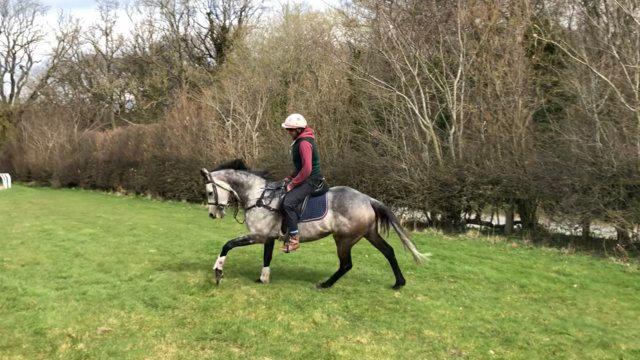 Image 2 of Lovely Grey mare kind and straightforward