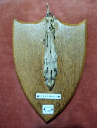 Image 1 of Skeleton Paw Mounted On Oak Shield