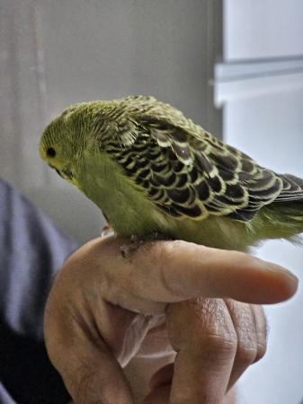 Image 9 of budgies for sale, breeding couples, babies