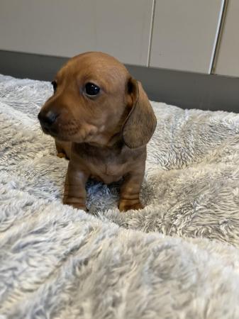 Image 7 of Ready Now! KC Reg Miniature Dachshund Smooth Haired