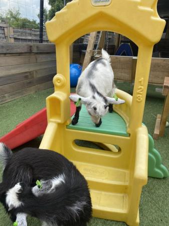 Image 5 of 5 month old Pygmy goat kids (both female)