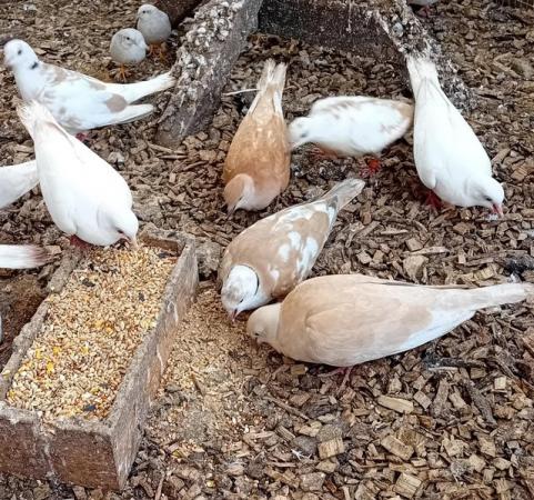 Image 2 of Breeding pairs of jarva doves