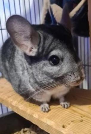 Image 1 of 2x chinchillas with large cage