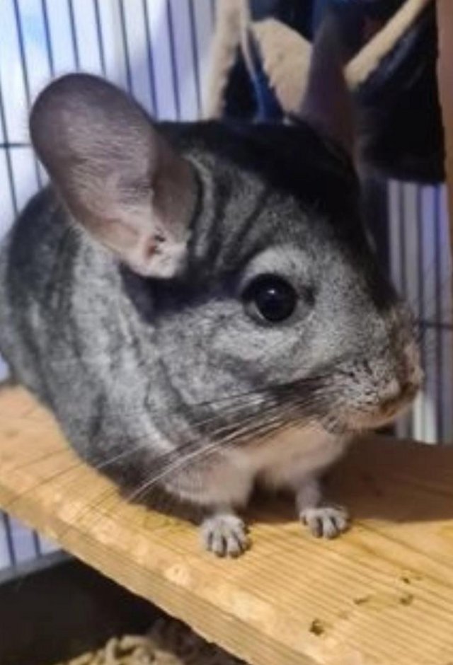 Preview of the first image of 2x chinchillas with large cage.