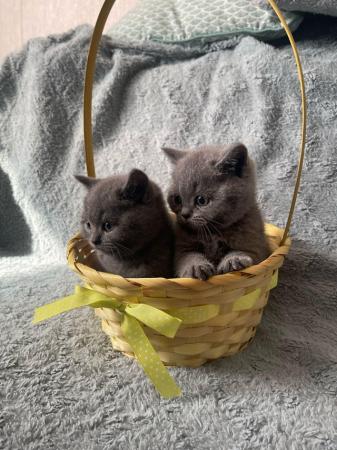 Image 5 of British shorthair kittens