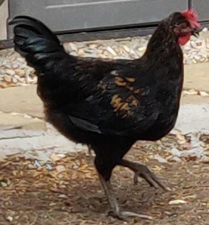 Image 2 of Chickens male and female for sale