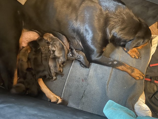 Rottweiler cross puppies For Sale in Manchester, Lancashire | Preloved