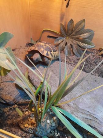 Image 11 of 3 year old herrmans tortoise with complete set up