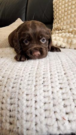 Image 12 of Stunning Sprocker Puppies ALL SOLD NOW !!!