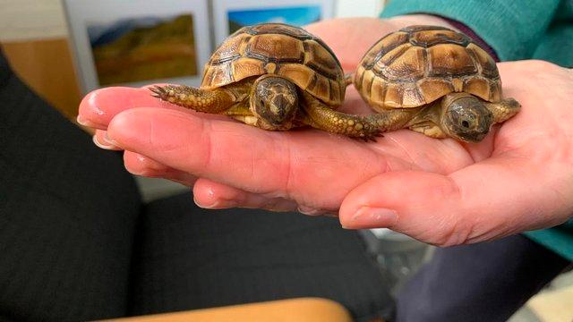 Image 5 of 2023 Turkish Spur-Thighed baby tortoises