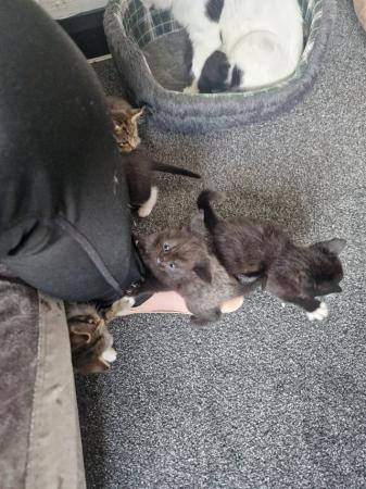 Image 2 of Beautiful kittens for sale