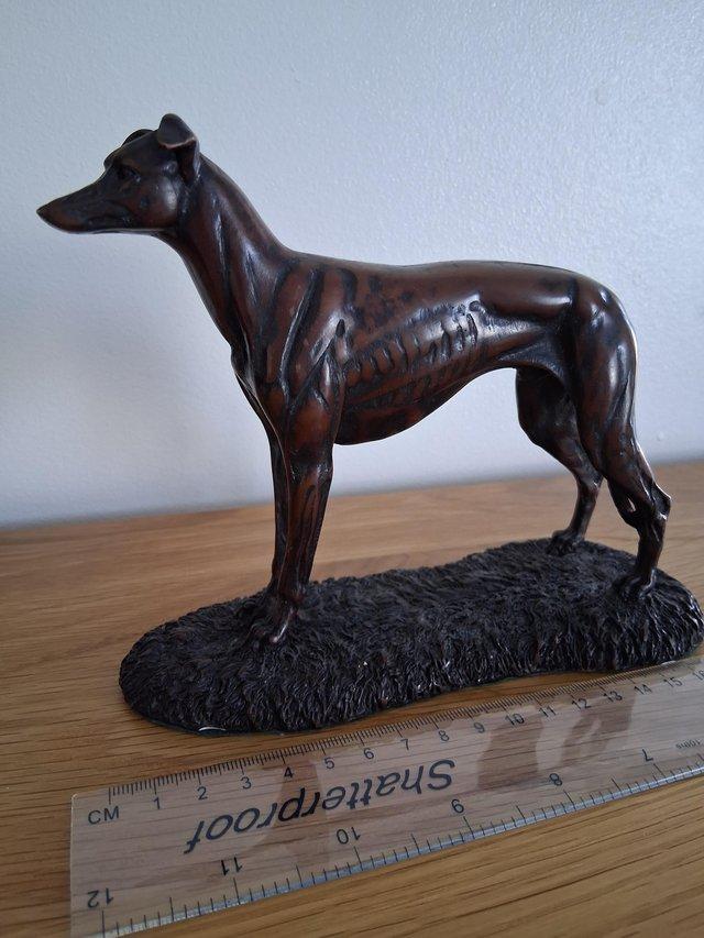 Set of four Greyhound lurchers — photo 2 of 3