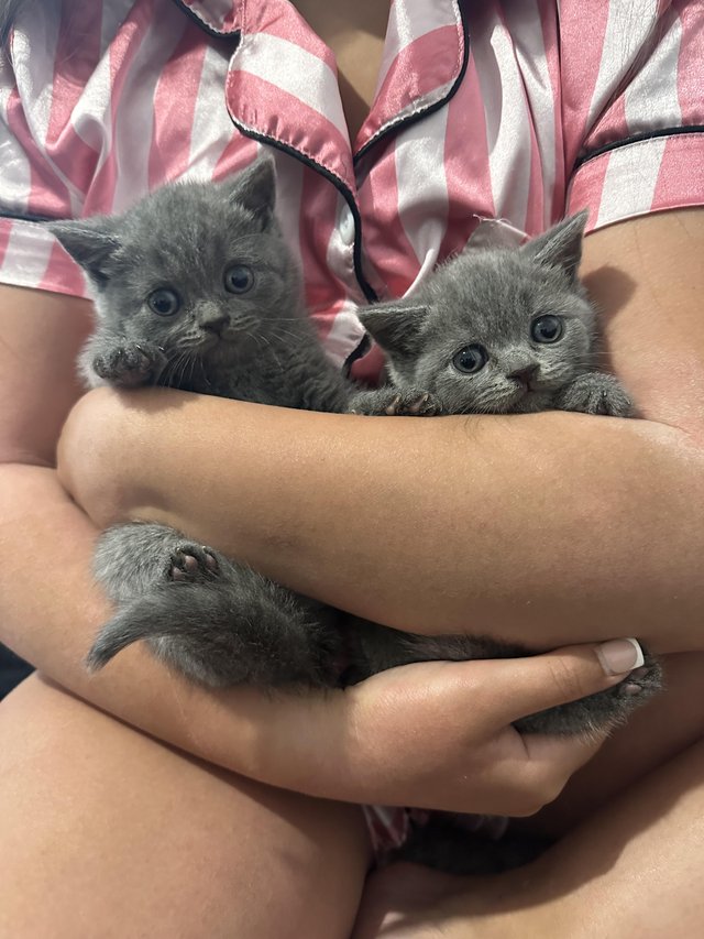 Preview of the first image of Outstanding British blue shorthair kittens.