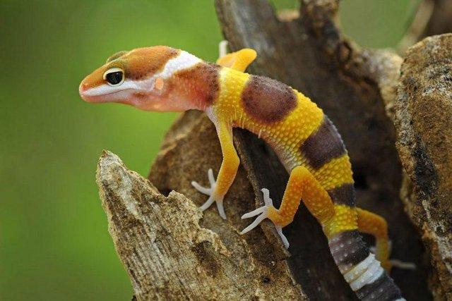 Image 1 of Baby Leopard Geckos lots of colours in stock