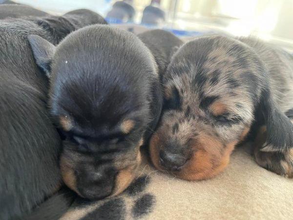 Image 9 of miniature dachshund puppies