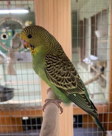 Image 1 of Baby budgies lovely colours