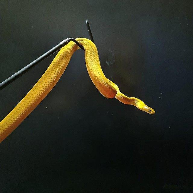 Preview of the first image of Blanginis tree snake rare opportunity.