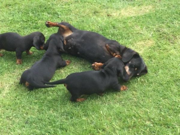 Image 2 of Dachshund puppies for sale