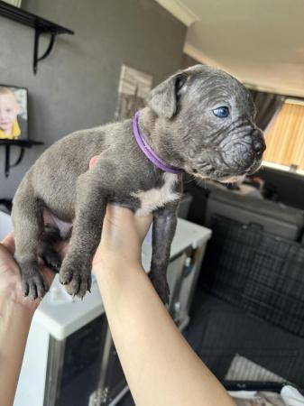 Image 14 of Amazing high quality Cane Corso Puppies